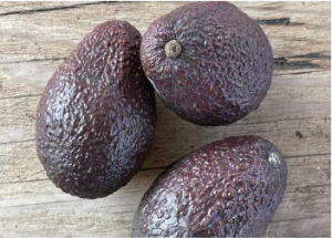Avocados (3x)