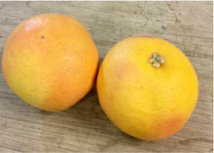 Grapefruit (2x)
