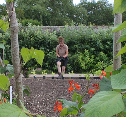 Local grower at Audley End Walled Kitchen Garden digs into the ground using a spade while we look through the organic bean plants