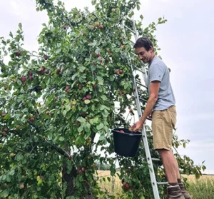 Richard from local organic grower Brownsfield Farm stands atop a ladder picking plums