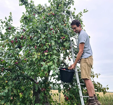 Richard from local organic grower Brownsfield Farm stands atop a ladder picking plums