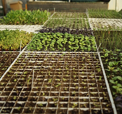 beautifully organised walled-garden growing beds